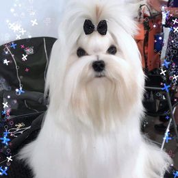 Zenia - Maltese