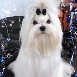 Zenia - Maltese