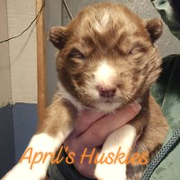 Girl 3 - Red and white female Siberian Husky puppy in Terre Haute, Indiana from April's Huskies