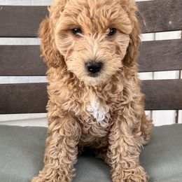 Goldendoodle Puppies from Ohio Valley Doodles