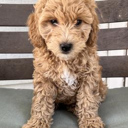 Goldendoodle Puppies from Ohio Valley Doodles