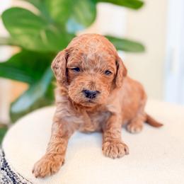 Fable - Apricot male Goldendoodle puppy in Jackson, Tennessee from Doodlebug Farms
