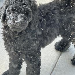 Mr Coal - Black male Poodle puppy in Severance, Colorado from Cox's Poodle Pups