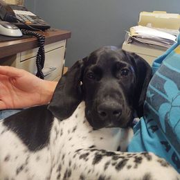 German Shorthaired Pointer Puppies from Sutheimer GSP'S