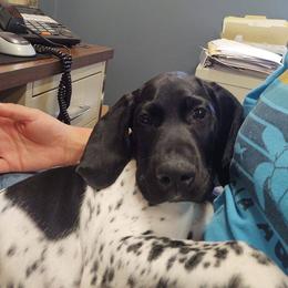German Shorthaired Pointer Puppies from Sutheimer GSP'S