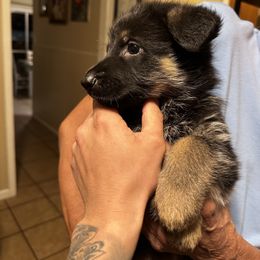 Yellow female - Black and red female German Shepherd puppy in San Antonio, Texas from Alamo Canine