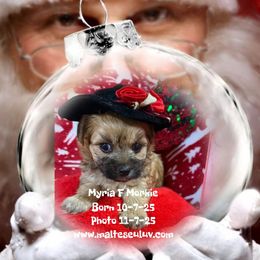Myria F Morkie - female Maltese puppy in Silverhill, Alabama from Malteseuluv’s Tiny Treasurers