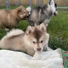 Pomsky Puppies from Blue Sky Pomsky