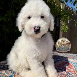 Sleepy - Parti male Goldendoodle puppy in Sanger, California from Delta Doodless