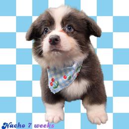 Nacho - Gray and white male American Corgi puppy in Mansfield, Ohio from Moonrise corgis