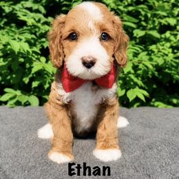 Monarch Ethan - Red male Australian Labradoodle puppy in Mason, Michigan from Monarch Labradoodles