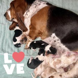 Basset Hounds from Serenity Basset Hounds of Minnesota