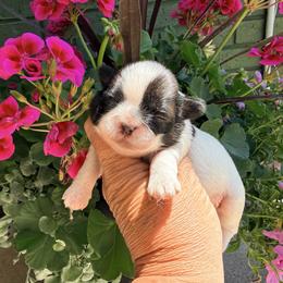 Sassie Q - Gold and white female Shih Tzu puppy in New York, New York from Falling Star