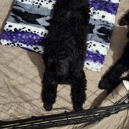 Poodle Puppies from Aurak