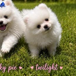 Twilight Sparkle - White female Pomeranian puppy in Rhode Island from Heartfelt Kennels