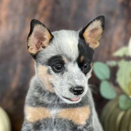Australian Cattle Dogs and Working Dog Crosses from Alsup Farms and Cattle Dogs