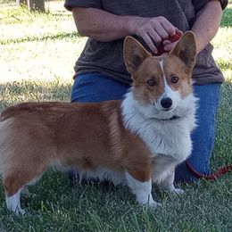 Jack Jack - Pembroke Welsh Corgi