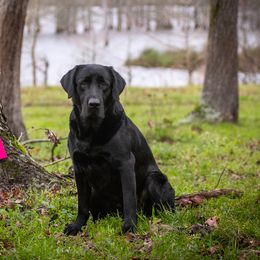 Lazarus  - Labrador Retriever