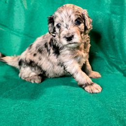 Dancer (purple) - Merle female Goldendoodle puppy in Peoria,  Az, Arizona from Not Just "Golden" Doodles