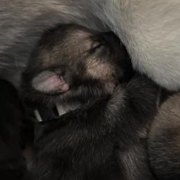 Gray collar - Black and tan male German Shepherd puppy in Falcon, Missouri from K2D2 Farm