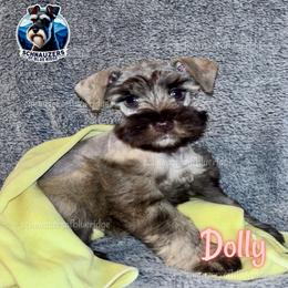 Dolly - Liver female Miniature Schnauzer puppy in Spruce Pine, North Carolina from Schnauzers of Blue Ridge