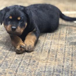 Rottweiler Puppies from Von Hause Sarjen