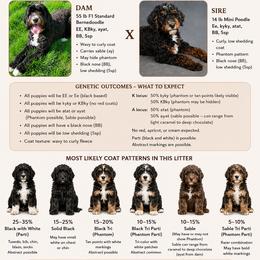 Bernedoodle puppies from Quality Iowa Doodles