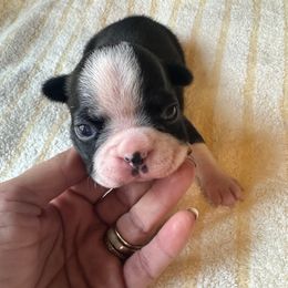 Maple Girl 1 - Black brindle and white female Boston Terrier puppy in Brookville, Ohio from Best Friend Bostons