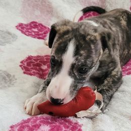 Poppy - Black brindle Whippet puppy in Port Richey, Florida from Highlander Whippets