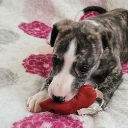 Poppy - Black brindle Whippet puppy in Port Richey, Florida from Highlander Whippets