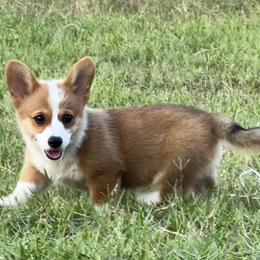 Pembroke Welsh Corgi Puppies from Pembroke Welsh Corgis at Belle Haven