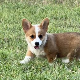 Pembroke Welsh Corgi Puppies from Pembroke Welsh Corgis at Belle Haven