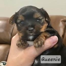 Queenie - Black and tan female Yorkshire Terrier puppy in San Angelo, Texas from Eleventyseven Yorkies