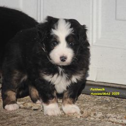 Windy - Black tri female Miniature American Shepherd puppy in Hillsdale, Michigan from Faithwalk Aussies and Mini American Shepherds
