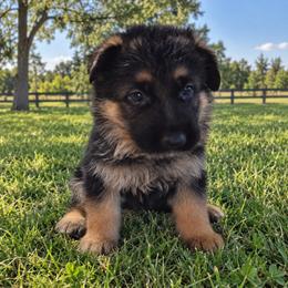 Orange - Black and red male German Shepherd puppy in Spring Hill, Florida from Iron Crest Shepherds
