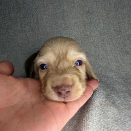 Fregley - Cream male Dachshund puppy in Stamford, Texas from West Texas Miniature Dachshunds