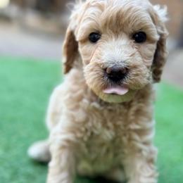 Pearl - Apricot female Goldendoodle puppy in Macclenny, Florida from Baker County Goldendoodles