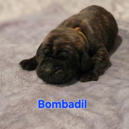 Bombadil - Brindle male Mastiff puppy in Conroe, Texas from Southern Star English Mastiffs
