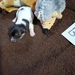 Boy 2 - White and black male Russell Terrier puppy in Traverse City, Michigan from Boardman valley kennels