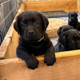 Girl 1 - Black female Labrador Retriever puppy in Remsen, New York from Lake Julia Labradors