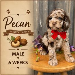 Pecan - Merle male Goldendoodle puppy in Miami, Florida from Jade’s Paws & Co. Of Miami LLC