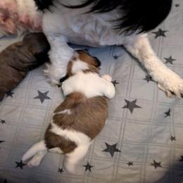 Snowball - Chocolate sable male Havanese puppy in Mocksville, North Carolina from A New Hope Havanese