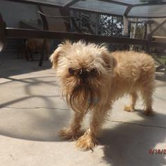Brussels Griffon All Grown Up from ET's BG's!