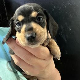 Abby - Black and tan female Dachshund puppy in Bigfork, Minnesota from Dachshunds Up North