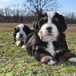 Bernese Mountain Dog Puppies from Breakfield Berners