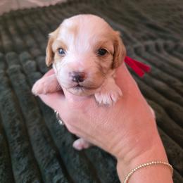 Red- Autumn - female Cavapoochon puppy in Kountze, Texas from CaviCajun Kennels