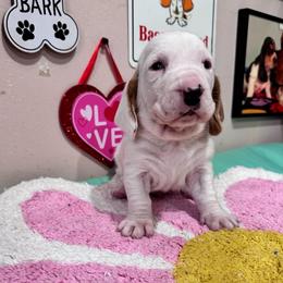 Sonny - Red and white male Basset Hound puppy in Pilot Mtn, North Carolina from Lowdown Love Basset Hounds