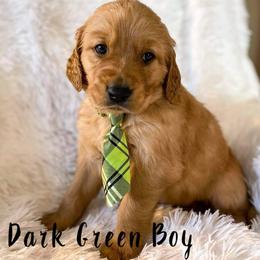 Golden Retriever Puppies from PDA Goldens