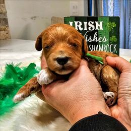 Fillmore - Red  male Goldendoodle puppy in Forest, Ohio from Mini Doodle Buddies