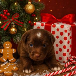 Brownie - Red & white male Miniature Australian Shepherd puppy in Reidsville, North Carolina from Cherry Grove Kennel